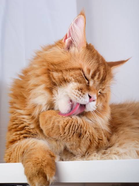 catty